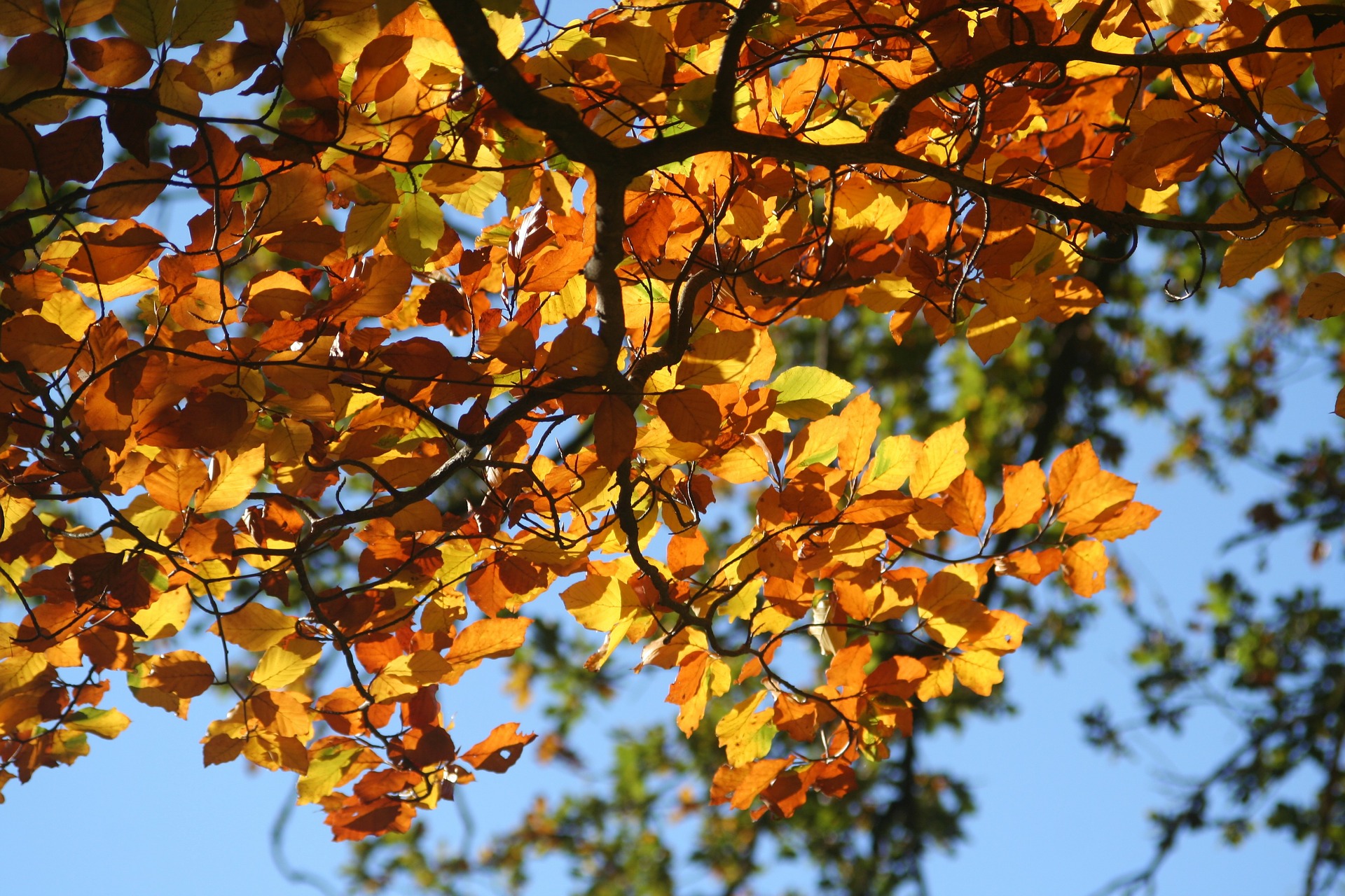 Fall Foliage