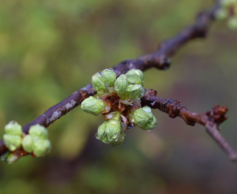 cherry-blossom-buds-with-rain-2069386_1280